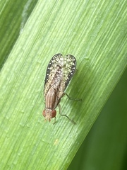 Trypetoptera canadensis