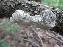 Daedaleopsis confragosa image
