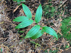 Streptopus lanceolatus