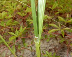 Carex cumulata