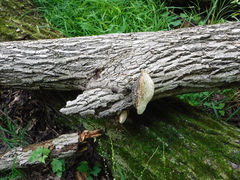 Phellinus everhartii