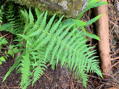 Oreopteris quelpartensis