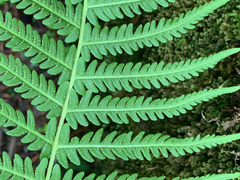 Oreopteris quelpartensis