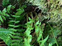 Oreopteris quelpartensis