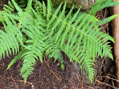 Oreopteris quelpartensis