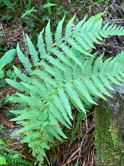 Oreopteris quelpartensis