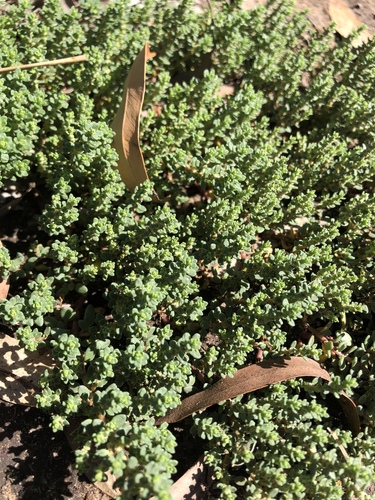 red crumbweed (Dysphania littoralis)