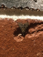 Loxostegopsis merrickalis