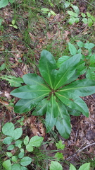 Frasera caroliniensis