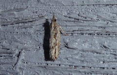 Strepsicrates ejectana