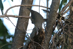 Colluricincla rufogaster rufogaster