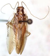 Chorisoneura panamae