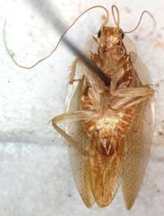 Chorisoneura panamae