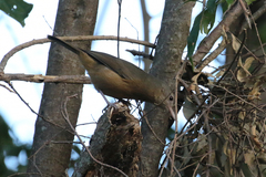 Colluricincla rufogaster rufogaster