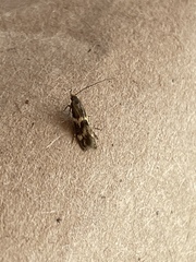 Oinophila v-flava