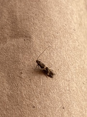 Oinophila v-flava