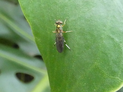 Merosargus