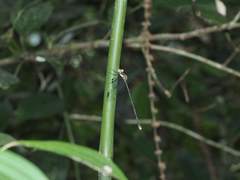Orolestes selysi