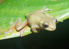 Dendropsophus carnifex