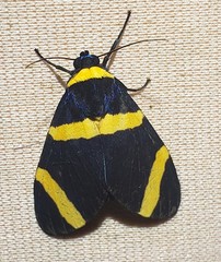 Viviennea flavicincta