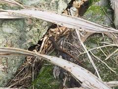 Sphenomorphus indicus