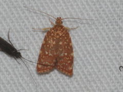 Syringoseca rhodoxantha