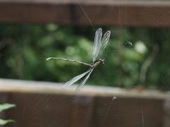 Orolestes selysi