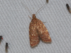 Syringoseca rhodoxantha