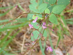 Desmodium marilandicum