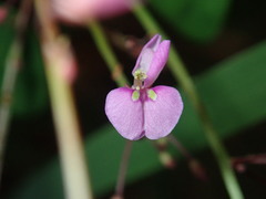 Desmodium marilandicum