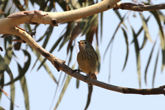 Acanthiza lineata lineata