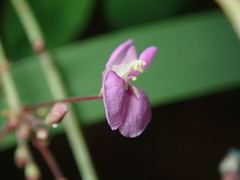 Desmodium marilandicum