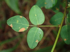 Desmodium marilandicum
