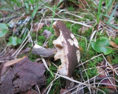 Leccinum snellii