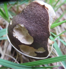 Leccinum snellii