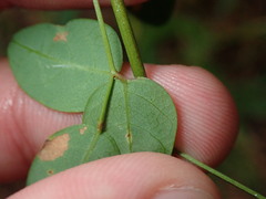 Desmodium marilandicum