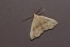 Phalaenostola eumelusalis