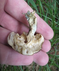 Leccinum snellii