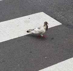 Columba livia domestica