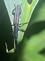 Brentus approximatus