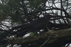 Dumetella carolinensis