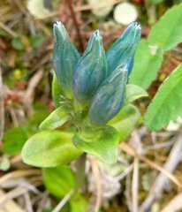 Gentiana glauca