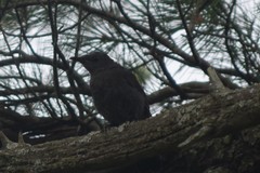 Dumetella carolinensis