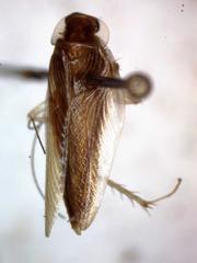 Chorisoneura parishi