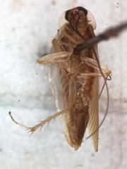 Chorisoneura parishi