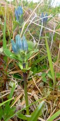 Gentiana glauca