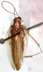 Chorisoneura panamae