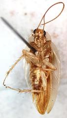 Chorisoneura panamae