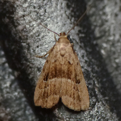 Hypenodes caducus