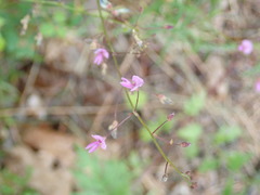 Desmodium marilandicum